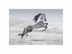 Tableau toile cheval dans le désert 60 x 40 cm - déco impression sur toile textile haute qualité