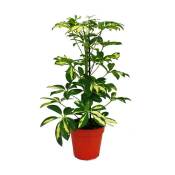 Exotenherz - Ray Aralia - Schefflera - Feuilles blanches - 1 plante - Plante d'intérieur facile d'entretien - Purifiant l'air - Pot