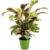 Plant In A Box - Calathea 'Jaune fusion' - Purificateur d'air - Pot 14cm - Hauteur 30-40cm - Vert