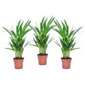 Plant In A Box - Dypsis Lutescens - Areca Palmier D'or - Set de 3 - Pot 12cm - Hauteur 30-45cm - Vert