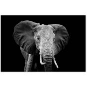 Affiche Elephant du Botswana - 60x40cm - made in France - Noir