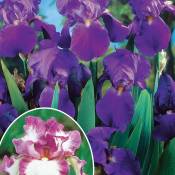 Collection de 6 Iris remontants Autumn Encoree et Lovely Again - Violet