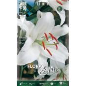 Lilium oriental blanc (lot de 2 bulbes)