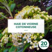 Pepinières Naudet - 20 Viorne Cotonneuse (Viburnum Lantana) - Haie de Viorne Cotonneuse -
