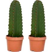 Plant In A Box - Euphorbia Ingens 'cactus cowboy' - Lot de 2 - cactus - ø18cm - hauteur 40-50cm - Jaune