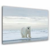 Tableau photo grand ours blanc et banquise - 80x50