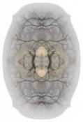 Tapis Diamond Tree / 400 x 267 cm - Moooi Carpets gris en tissu