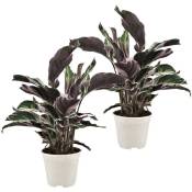 Plant In A Box - Calathea 'Blanc Fusion' - Set de 2 - Exotique - Pot 14cm - Hauteur 30-40cm - Vert