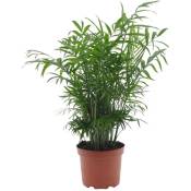 Plant In A Box - Chamaedorea elegans - Palmier de salon - Pot de 17cm - Hauteur de 50-60cm - Vert