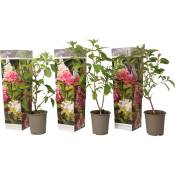 Plant In A Box - Hydrangea Paniculata Pink Lady - Hortensia