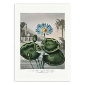 Affiche 50x70 cm - The Blue Egyptian Water-Lily from The Temple of Fl
