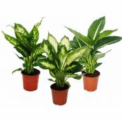 Exotenherz - Diefenbachie - Ensemble de 3 avec 3 types différents Variétés - plantes d'intérieur - plantes en pot pour débutants