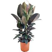 Ficus Elastica Abidjan 'élastique' - Pot 24cm - Hauteur 75-100cm - Vert