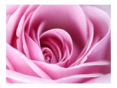 Papier peint - rose rose 400x309 cm