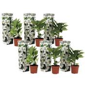 Plant In A Box - Hortensia 'Teller' hydrangea - Set de 6 - Blanc - ⌀9cm - Hauteur 25-40cm - Blanc