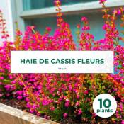 10 Cassis Fleurs (Ribes Sanguineum) - Haie de Cassis