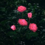 Clairage solaire en forme de fleurs pour décoration de jardin -- rose Groofoo