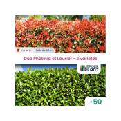 Duo Photinia Rouge et Laurier Vert – 2 variétés – Lot de 50 plants en pot de 1L pour une haie de 40m