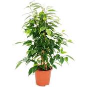 Exotenherz - figue qui pleure - Ficus "Anastasia" - feuilles vert clair - 1 plante - facile d'entretien - purificateur d'air - pot d