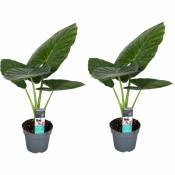 Plant In A Box - Alocasia Odora - Set de 2 - Oreille d'éléphant - Pot 17cm - Hauteur 55-75cm