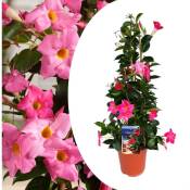 Plant In A Box - Mandeville Mandeville 'Rio Hot Pink' - Dipladenia - Pot 17cm - Hauteur 60-70cm - Rose