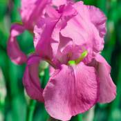 2 Iris Color me Rose - Vendu par 2 - Lot de 2 godets