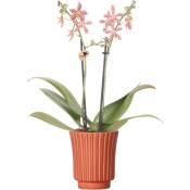 Orchidées Colibri - Orchidée Phalaenopsis Orange