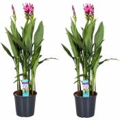 Plant In A Box - Curcuma Alismatifolia Siam Supreme - Set de 2 - Pot 19cm - Hauteur 80-100cm