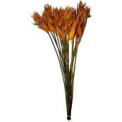 Cis Products - plante stabilisee cape grass x 1
