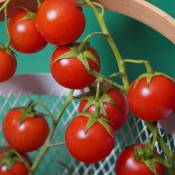 3 Plant Tomate cerise super Sweet en Pot. . Marque