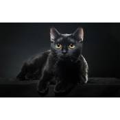 Hxadeco - Affiche animaux petit chat noir - 60x40cm