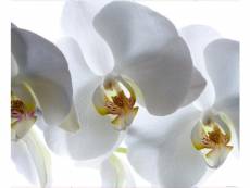 White orchid, photo murale intissée, 360x270 cm, 4