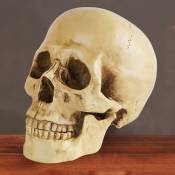 Xinuy - 1:1 Crâne Médical Résine Crâne Halloween Crâne Crâne Décoratif, Sourire Réplique Très Réaliste Crâne Humain Statue Décor à La Maison