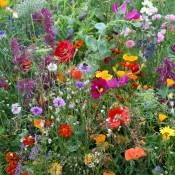 Fleurs des champs en mélange - Multicolore