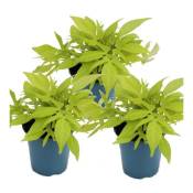 Patate douce - parterre et plante de balcon - Ipomoea batatas - 12cm - set de 3 plantes - vert clair
