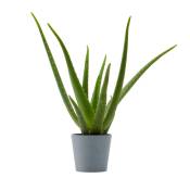 Plante d'intérieur - Aloe Vera de 25 cm en pot bleu