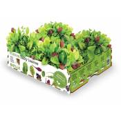 Semillas Batlle - Boîte à salade de jeunes feuilles
