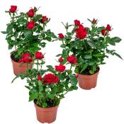 Bloomique - 3x Pot Rose Rouge - Rosa - Plante d'intérieur