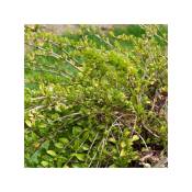 Chèvrefeuille à feuilles de buis Maigruen - Vert