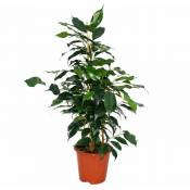 Exotenherz - figue qui pleure - Ficus Danielle - feuilles vert foncé - 1 plante - facile d'entretien - purificateur d'air - pot de 12cm