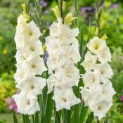 Gladiolus 'Glamini Amber' Mini - Glaïeul - lot de
