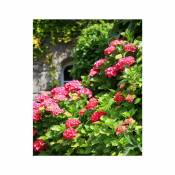 Hortensia rouge - Willemse