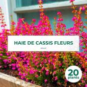 Pepinières Naudet - 20 Cassis Fleurs (Ribes Sanguineum)