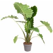 Plant In A Box - Alocasia 'Portodora' - xxl - Pot 32cm