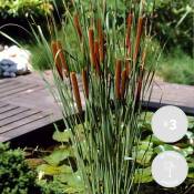 3x Typha latifolia - Scirpe - Plante de bassin - Rustique - ⌀9 cm - ↕15-25 cm