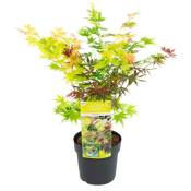Acer palmatum 'Festival' - Érable japonais - Pot 19cm