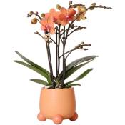 Kolibri Orchids - Orchidée Phalaenopsis orange - Mineral Bolzano + Rolling Peach - taille de pot 9cm - plante d'intérieur à fleurs