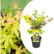 Plant In A Box - Acer palmatum 'Festival' - Érable