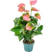 Bloomique - Anthurium 'Aristo' Rose - Flamingo Plant - Plante d'intérieur - Entretien facile ⌀12 cm - ↕30-40 cm