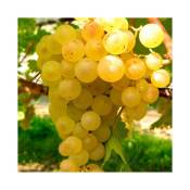 Javoy Plantes - Vigne 'Madeleine Royale' - vitis vinifera